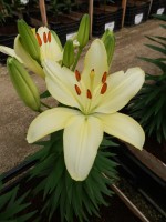 [5011 Flevo Suprise No01.JPG]